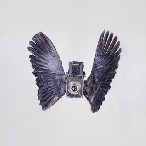 birds-of-aperture-paul-octavious-7-600x600